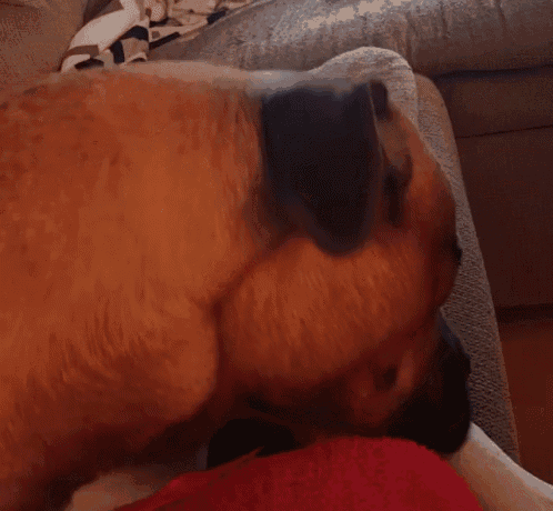 a dog laying on a couch with its head on someone 's arm