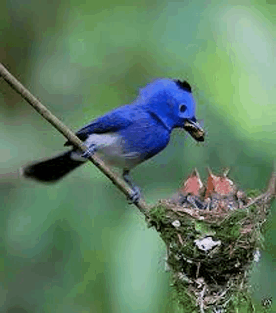 a blue bird is perched on a branch next to a nest with chicks .