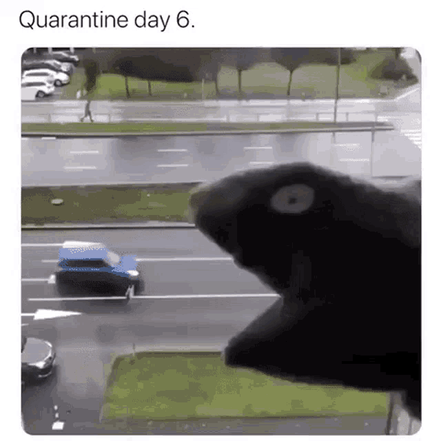 a black bird is looking out a window at a car driving down the street .