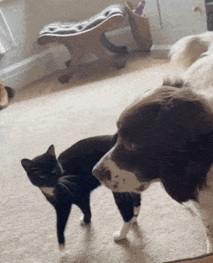 a black and white cat and a brown and white dog are standing next to each other in a living room .