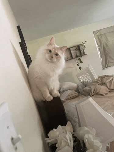 a fluffy white cat is sitting on a nightstand in a bedroom