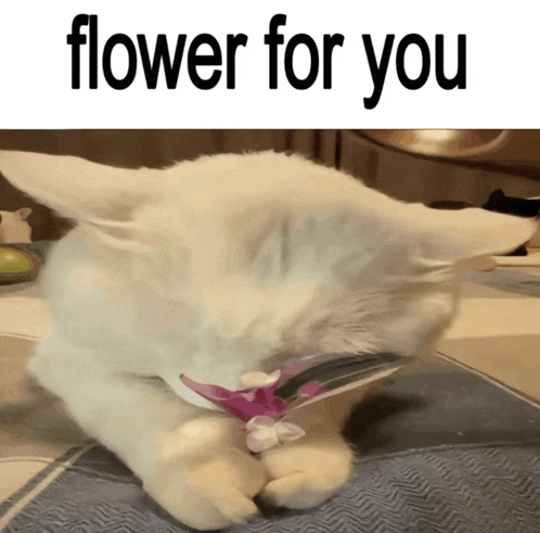 a white cat with a flower in its mouth and the words flower for you