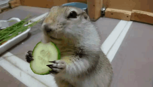 a squirrel is holding a slice of cucumber in its mouth .