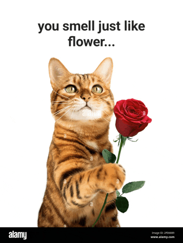 a cat is holding a red rose in its paw and says " you smell just like flower ... "