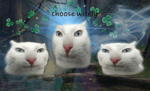 three white cats are standing next to each other with the words " choose wisely " in the background