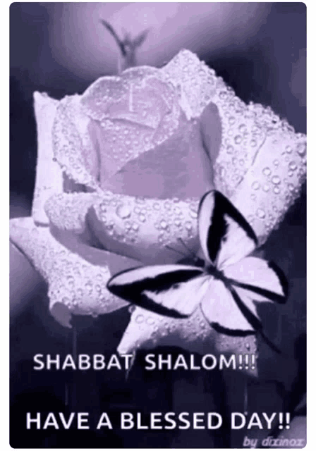 a purple rose with water drops and a black and white butterfly with the words shabbat shalom have a blessed day