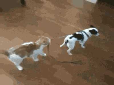 a cat and a dog are playing with each other on a leash .