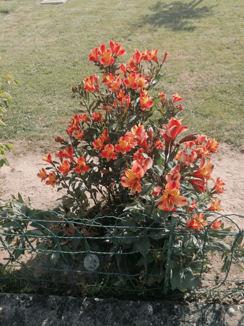 a bush with red and yellow flowers is behind a green wire fence