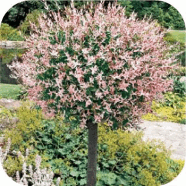 a small tree with pink flowers and green leaves in a garden .