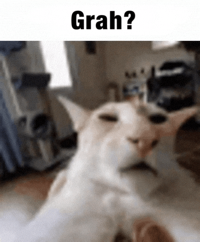 a cat is taking a selfie in a living room with the words `` grah '' written above it .