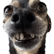 a close up of a dog 's face with its mouth open and teeth .