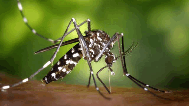 a mosquito is sitting on a piece of wood with a green background