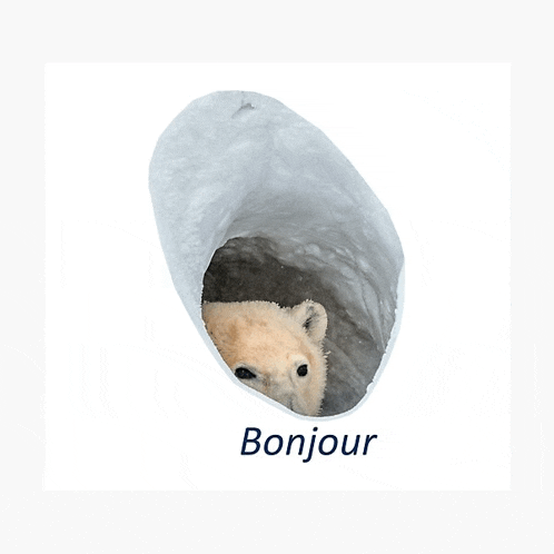 a polar bear is peeking out of a hole in the snow and the word bonjour is below it