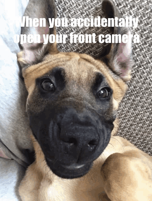 a dog laying on a couch with a caption that says when you accidentally open your front camera