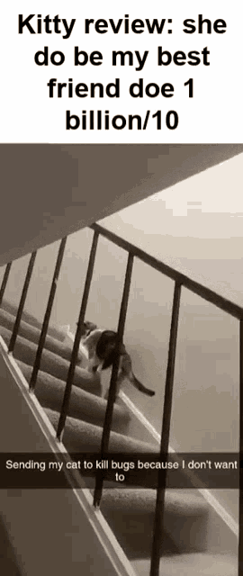 a cat is walking down a set of stairs with a caption that says kitty review