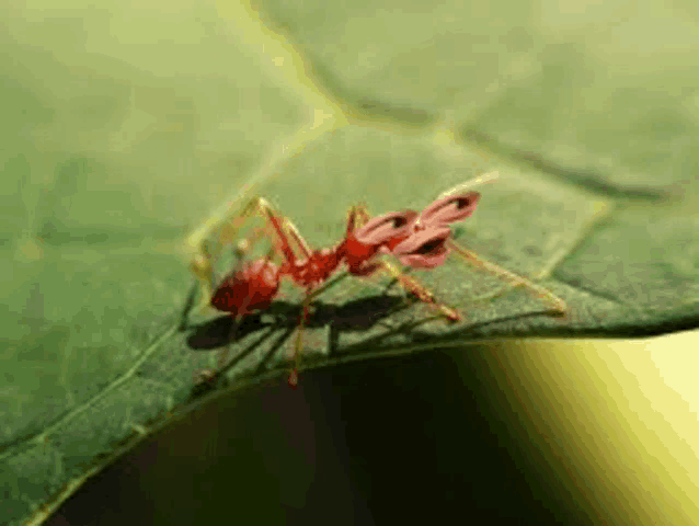 a close up of a red ant sitting on top of a green leaf .