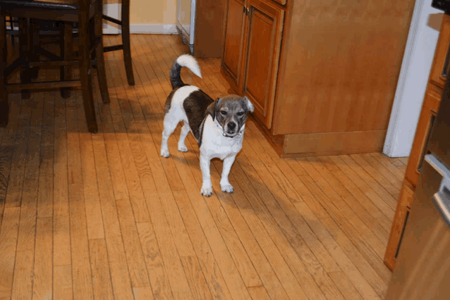 a small black and white dog standing on a wooden floor