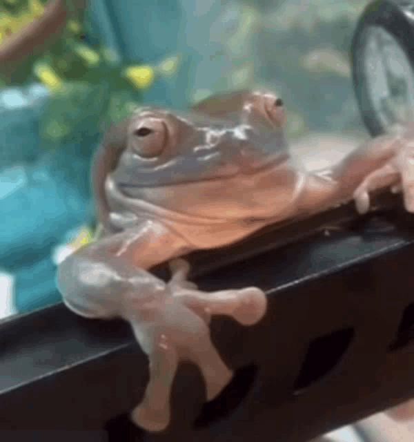 a close up of a frog sitting on a railing .