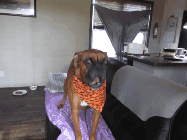 a boxer dog wearing an orange bandana sitting on a couch