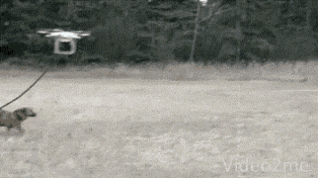 a dog is being walked by a drone .