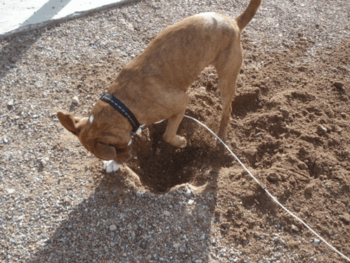 a brown dog wearing a black collar is digging a hole in the ground