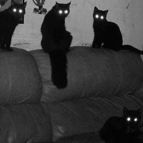 a group of black cats are sitting on top of a leather couch .