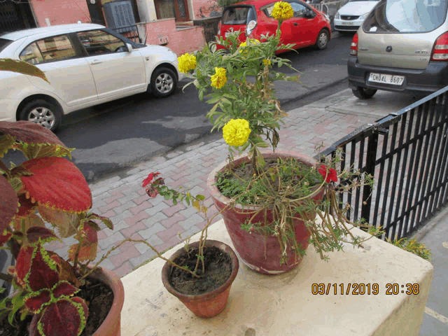 a photo taken on 03/11/2019 at 20:38 shows flowers in pots