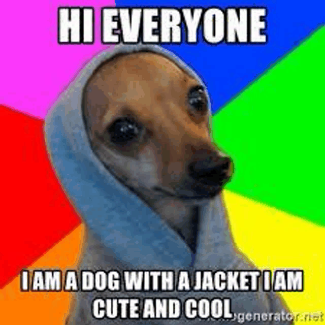 a dog with a jacket on its head is wearing a hoodie and a rainbow background .