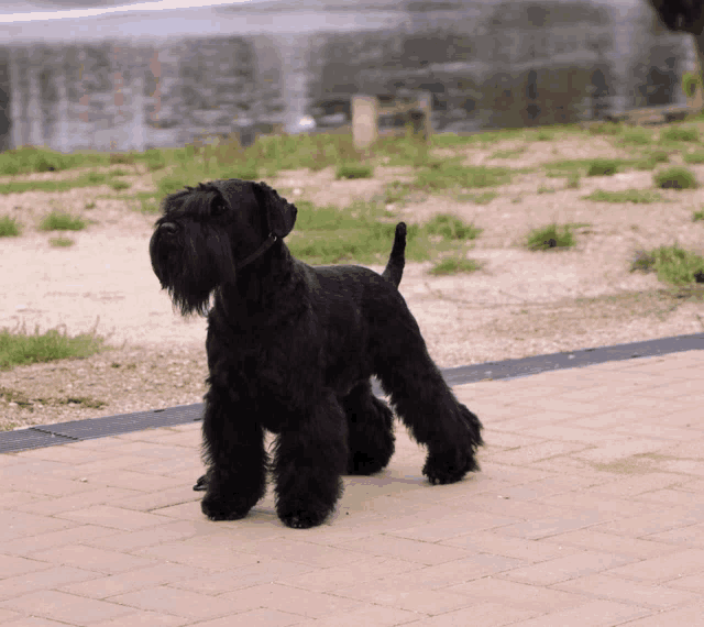 a black dog is standing on a brick sidewalk near a body of water