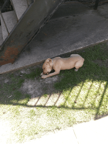 a dog is laying on the ground next to a staircase