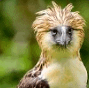 a close up of a bird with a very long feathered head looking at the camera .