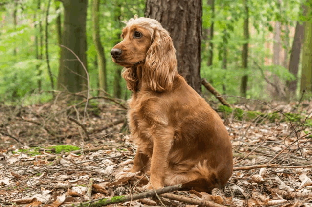 a cocker spaniel is sitting in the woods looking up