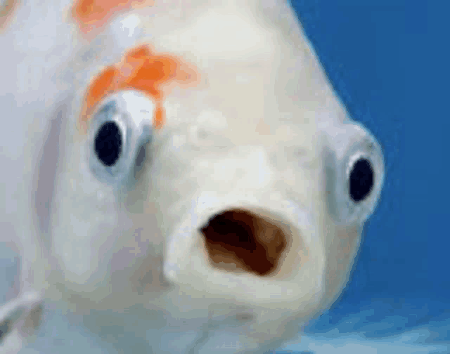 a close up of a goldfish with its mouth open .