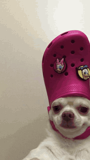 a small white dog wearing a pink croc with donald and daisy duck on it