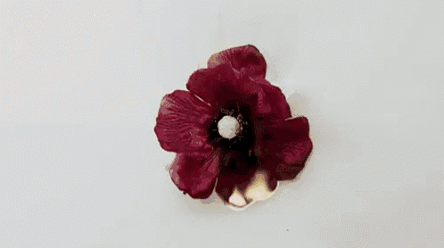 a close up of a red flower with gold petals and smoke coming out of it on a white surface .