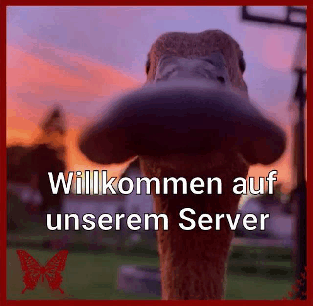 a picture of an ostrich with the words willkommen auf unserem server under it