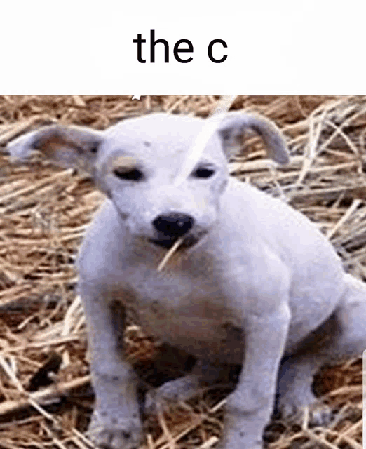 a white puppy with a straw in its mouth is sitting in the grass .