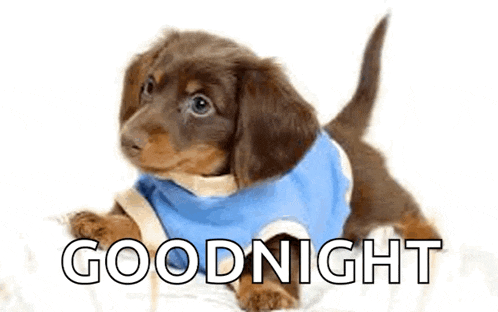 a dachshund puppy wearing a blue shirt is laying on a bed with the words goodnight written above it .