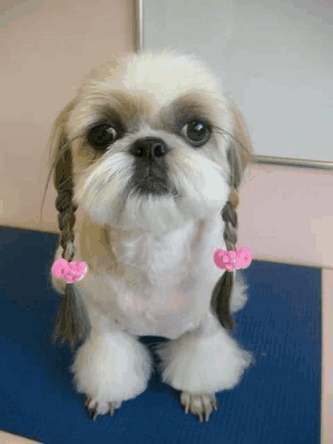 a small dog with braids and pink bows on its ears