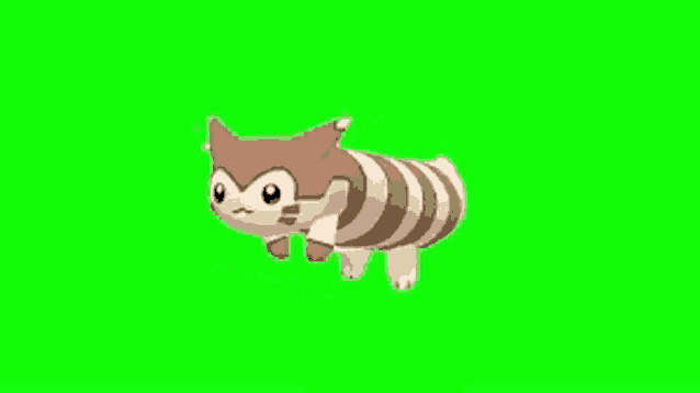 a brown and white striped cat is walking on a green screen .