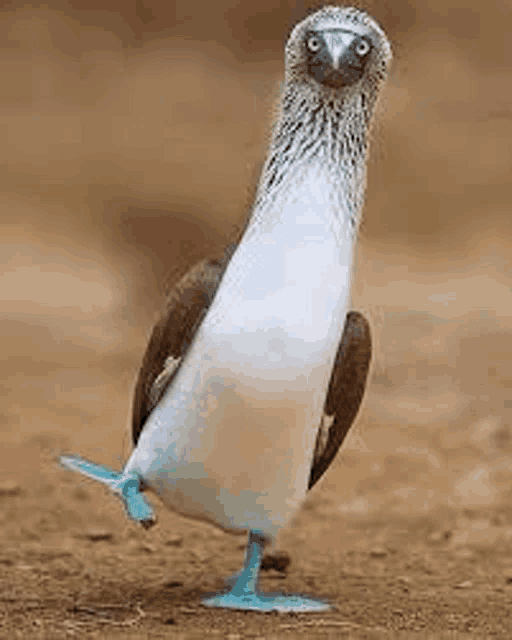 a blue footed booby with blue legs is standing on one leg on the ground .