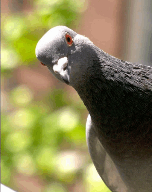 a close up of a pigeon 's head with a blurry background