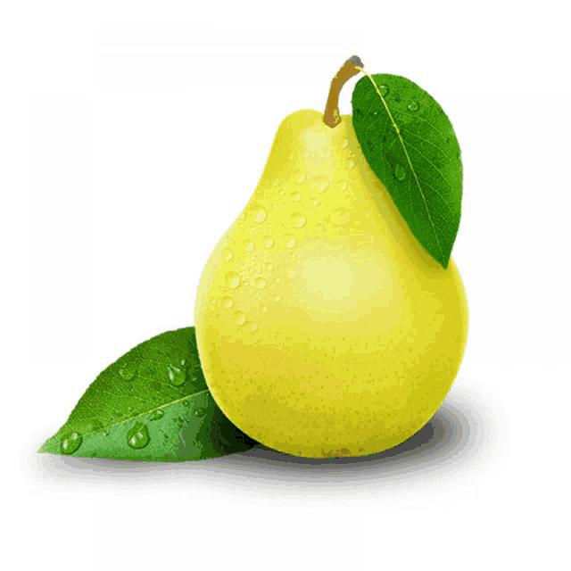 a yellow pear with green leaves and water drops on them