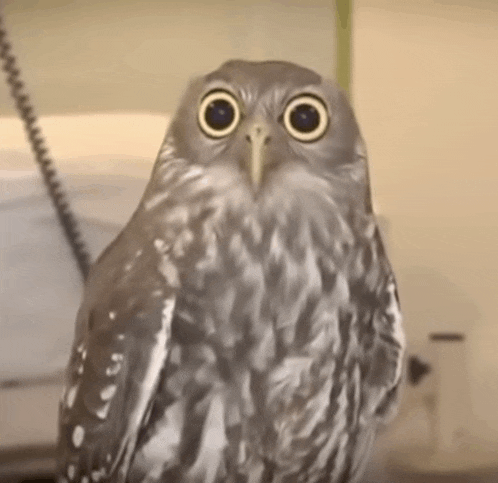 a close up of an owl with big yellow eyes looking at the camera