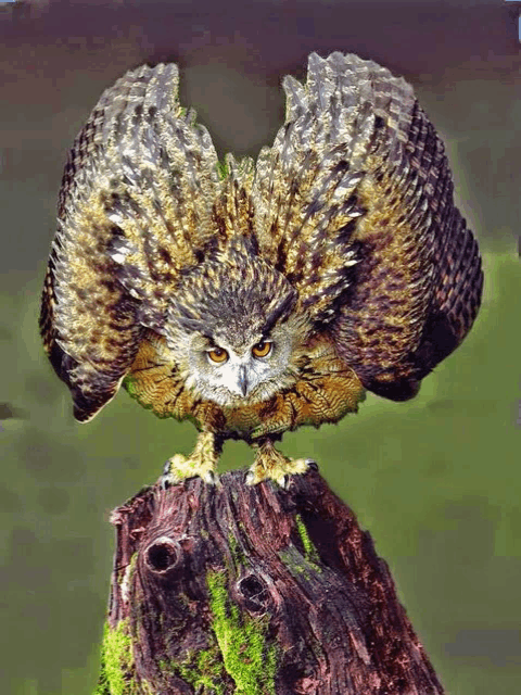 an owl is standing on a tree stump with its wings spread