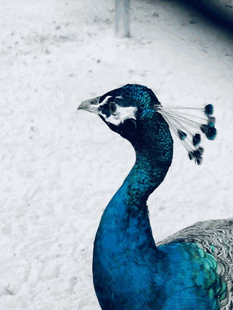 a peacock 's head is shown with a white head and blue neck