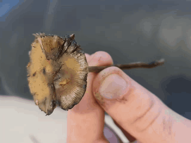 a person is holding a mushroom in their hand that looks like a fish