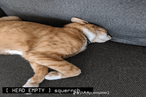 a cat laying on a couch with the words head empty squernch below it