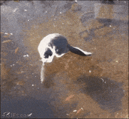 a cat is jumping into a body of water with the website 4gifs.com in the bottom right corner