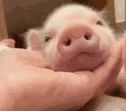 a person is holding a small pig in their hands and it is looking at the camera .